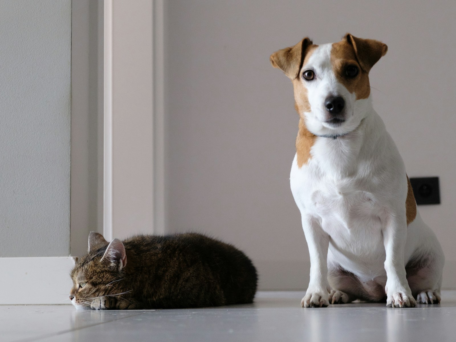 A cat and Jack Russell relaxing together at home